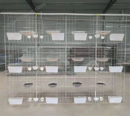 亮华鸽笼厂家销售3层12位鸽子养殖笼 肉鸽笼 广式鸽子笼