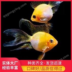 观赏鱼 锦鲤鱼苗 大量供应优质锦鲤鱼 尚京农业